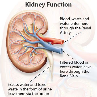 kenali-fungsi-ginjal-dalam-menyaring-air-dan-racun-2.jpg